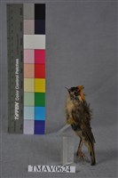 火冠戴菊鳥藏品圖，第4張